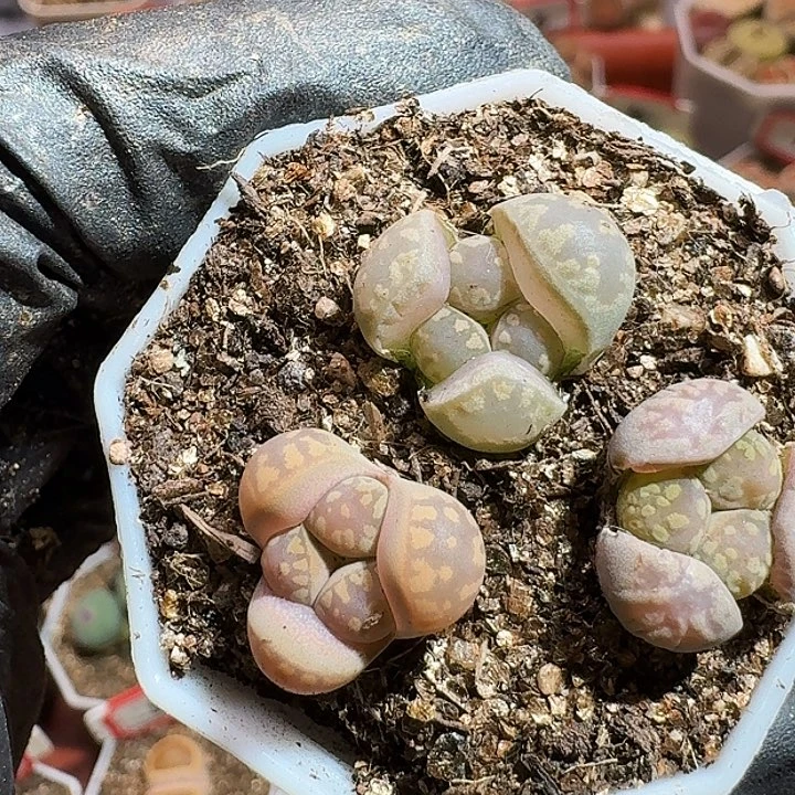 生石花23:：：。  705