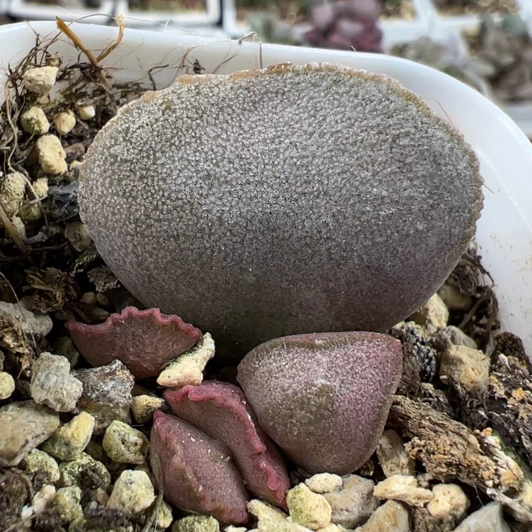 实生新品多肉植物水泡