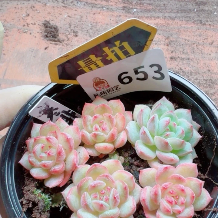 多肉植物多肉植物
