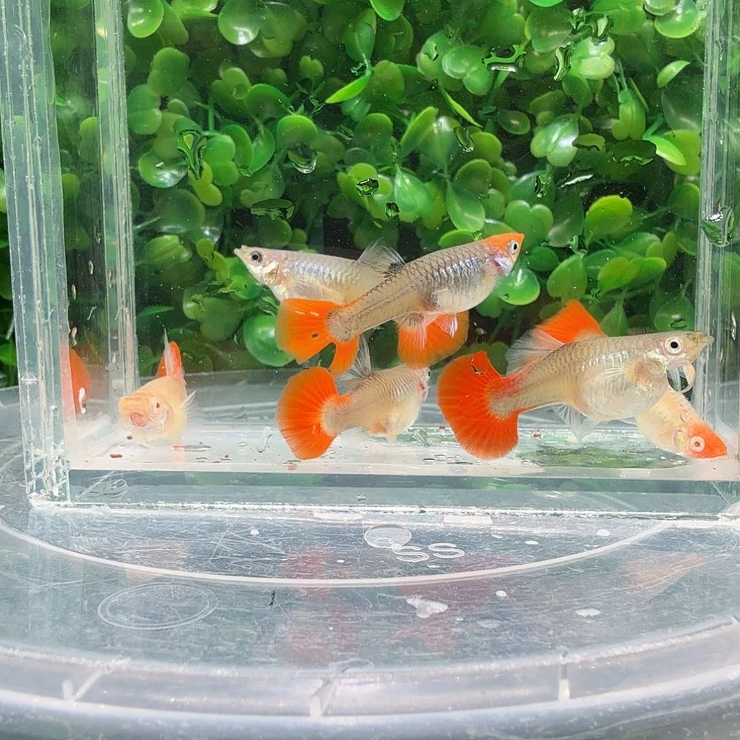 海水鱼折扇一缸种鱼