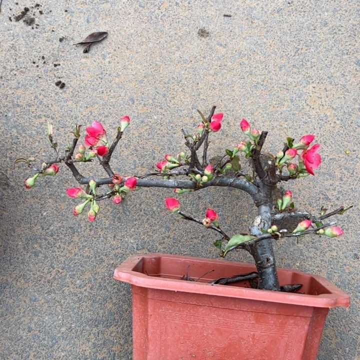 李*霸木瓜海棠盆景盆景
