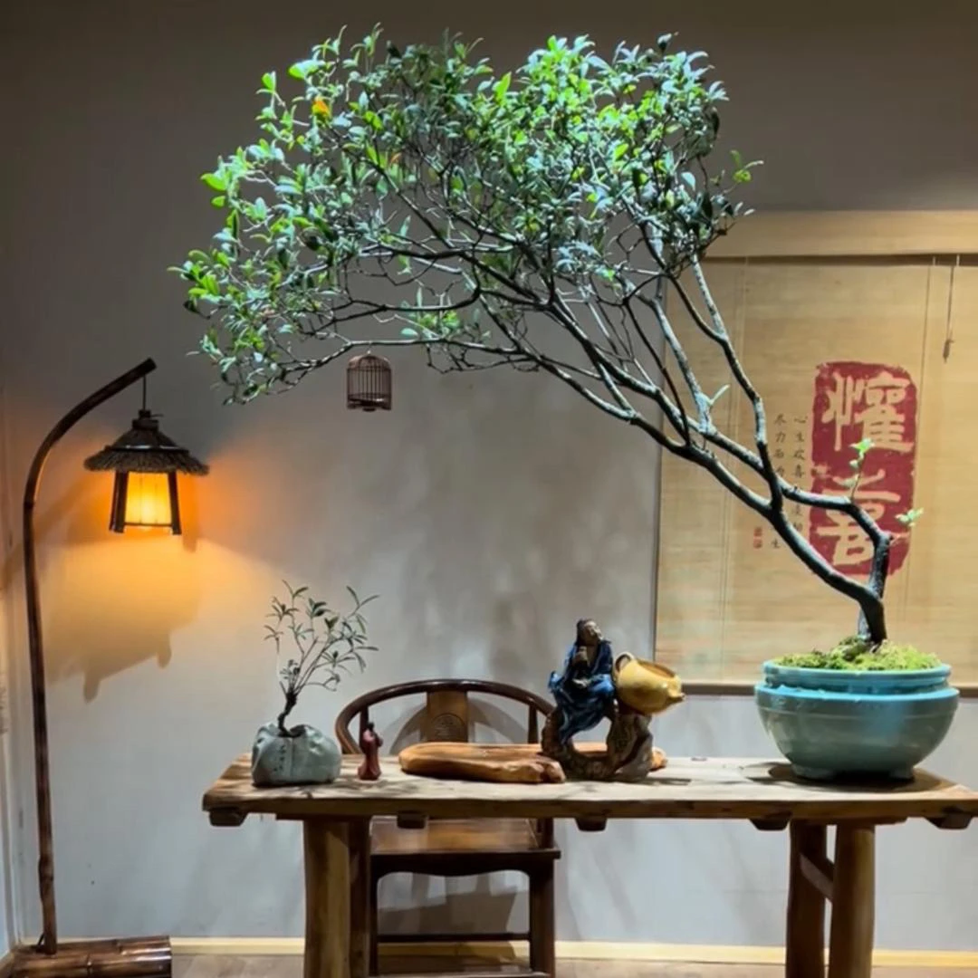 1号链接【笑春风盆景】一物一拍带盆带土包邮养护无忧下单既享