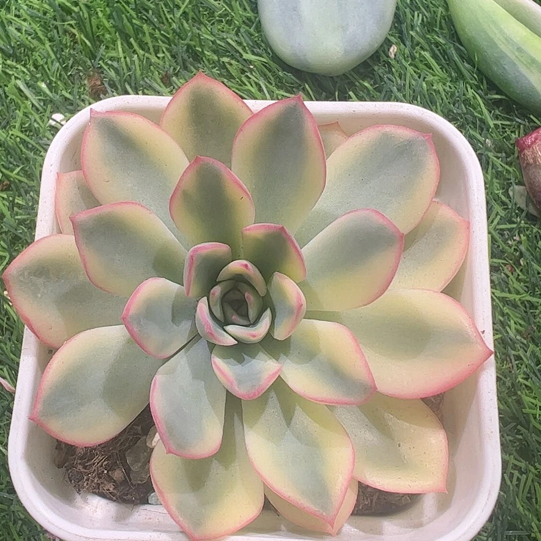 雨燕座锦多肉植物锦