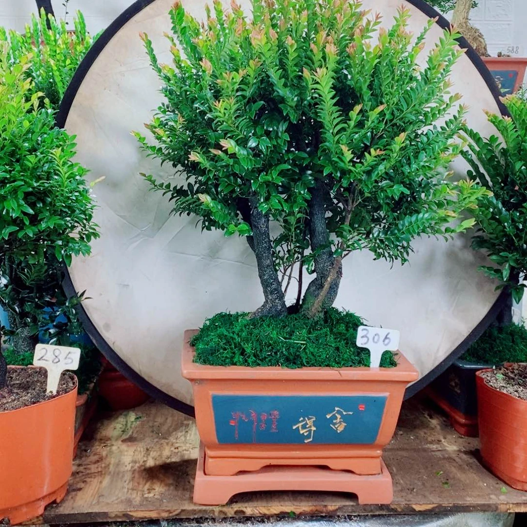 小***刀完全开放306编号紫檀