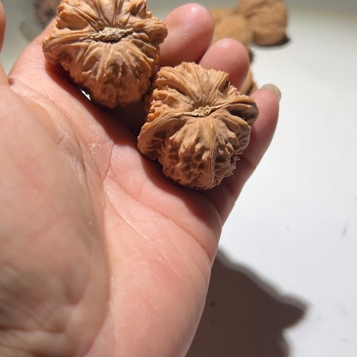 用***5把件文玩核桃白狮子，