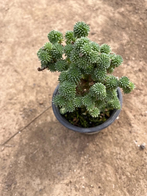 球松老桩多肉植物稀有品种办公室绿植趣味盆栽