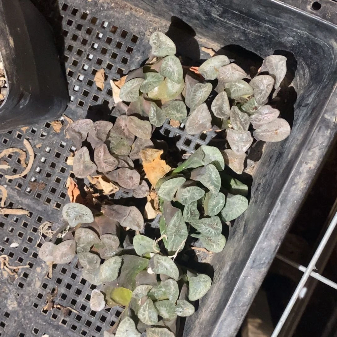 2007 一颗大南天门万象 超级福利