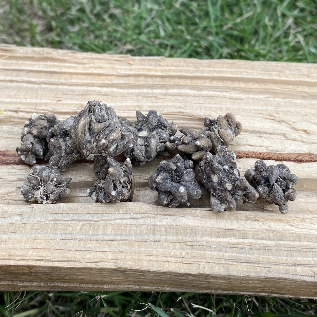 【杨老妹】山货猫爪草250克农产品平时可搭配枸杞