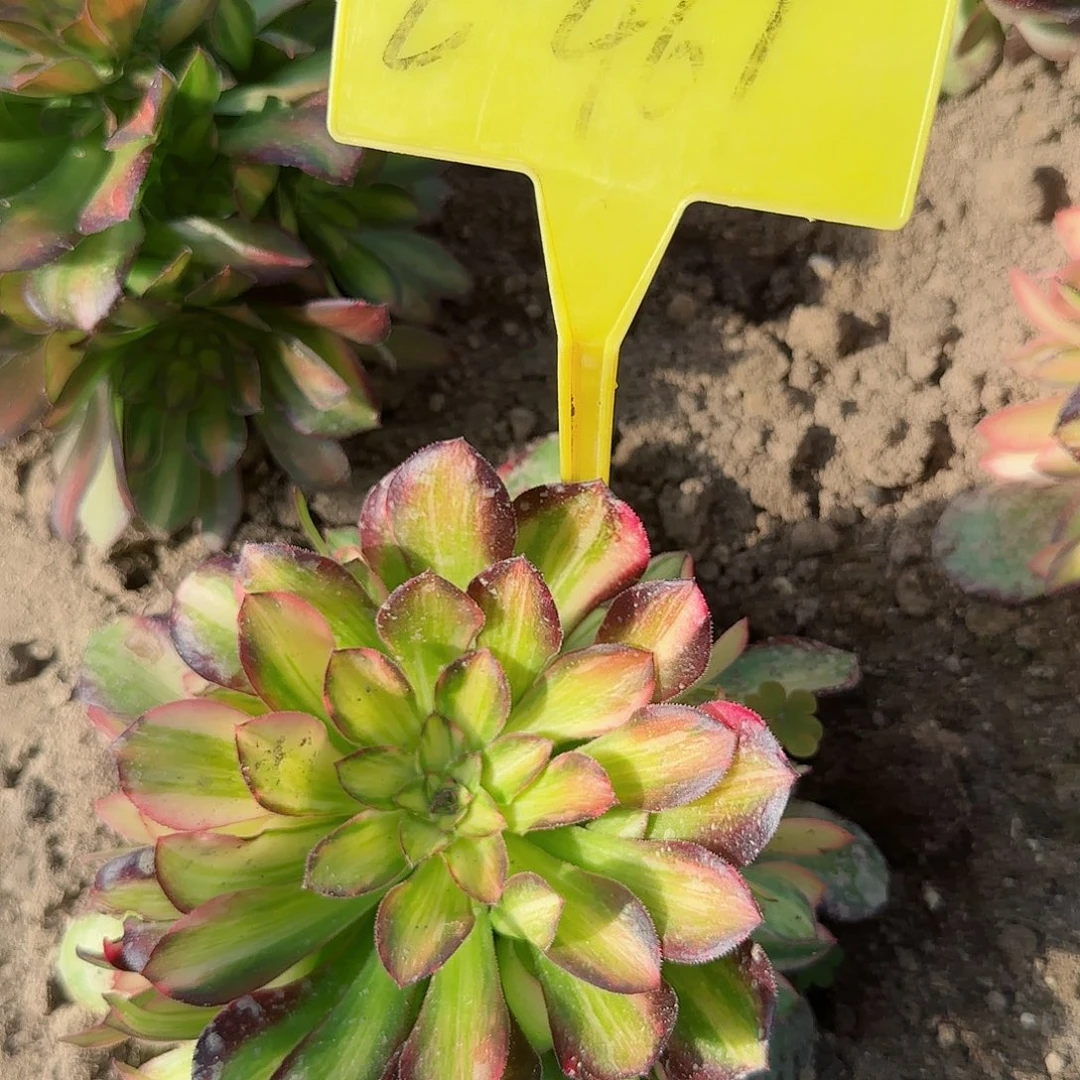 2-461-+-多头流星雨