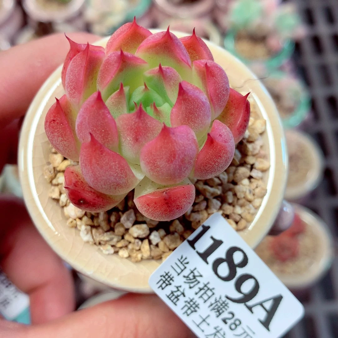 5厘米盆精控多肉1189