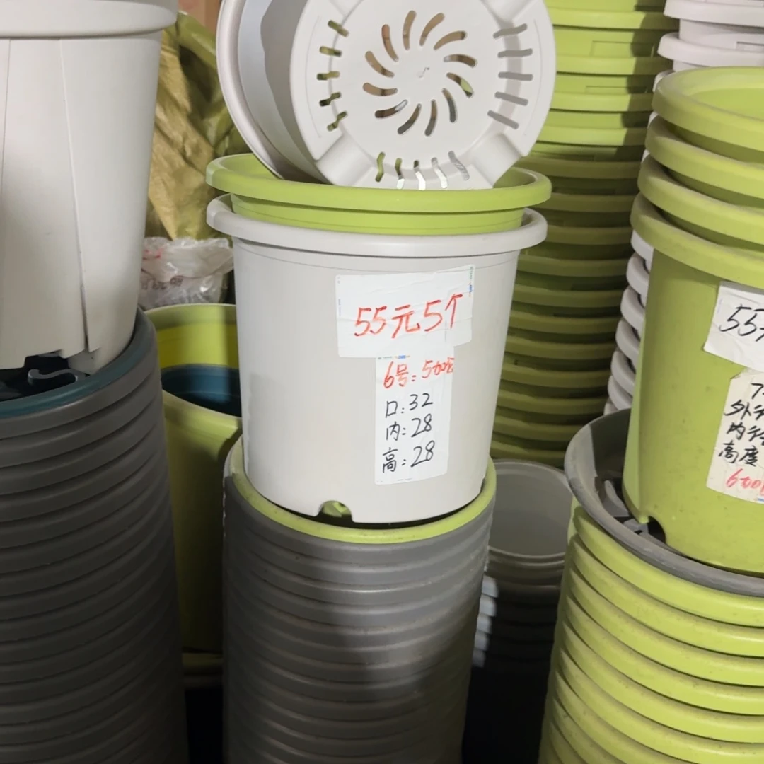 四季6#口径32无拖果绿5个