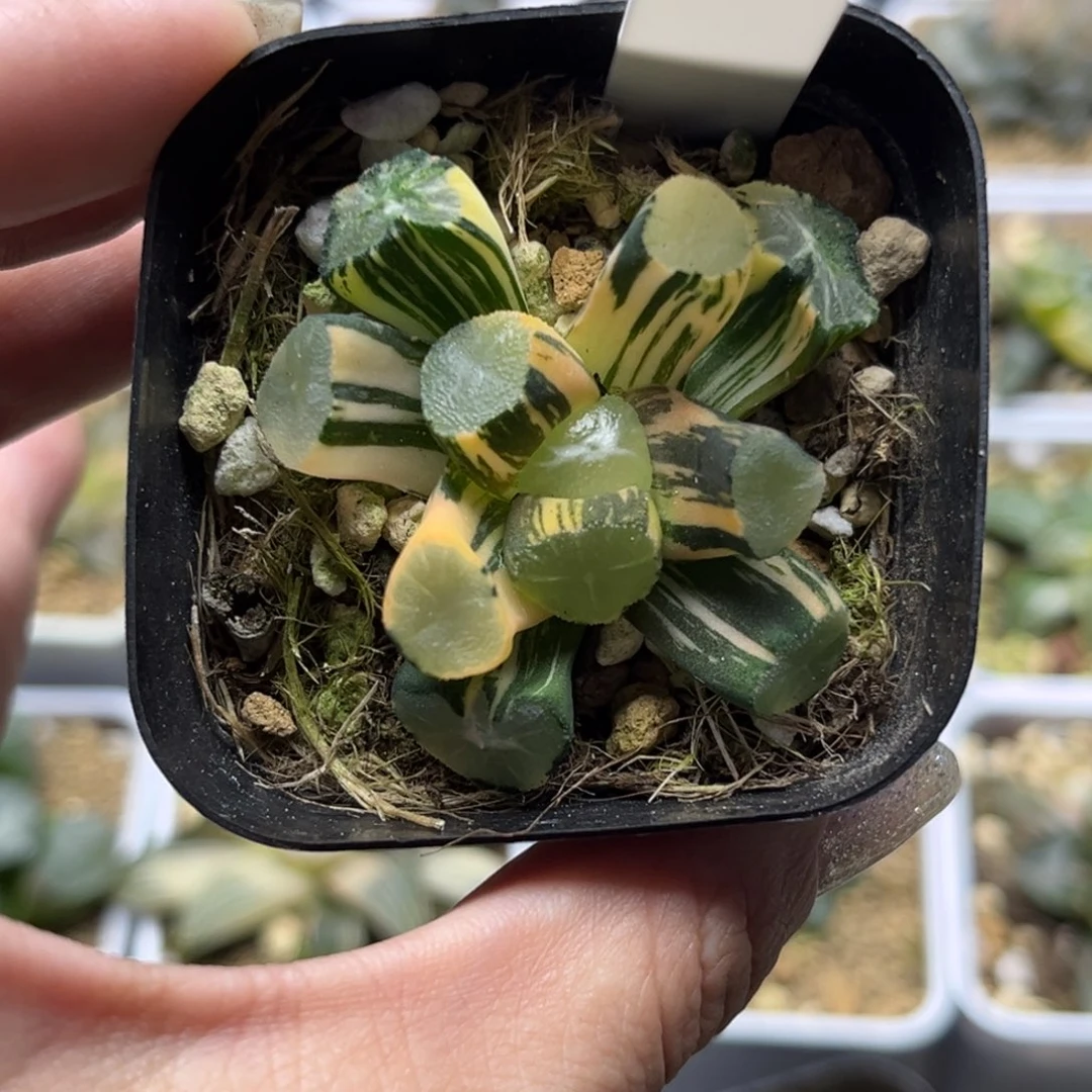 96玉龙万象锦哈哈哈哈哈哈
