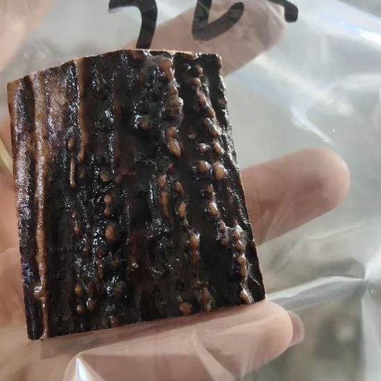 占***兄鹿角鹿角鹿角鹿角鹿角鹿角