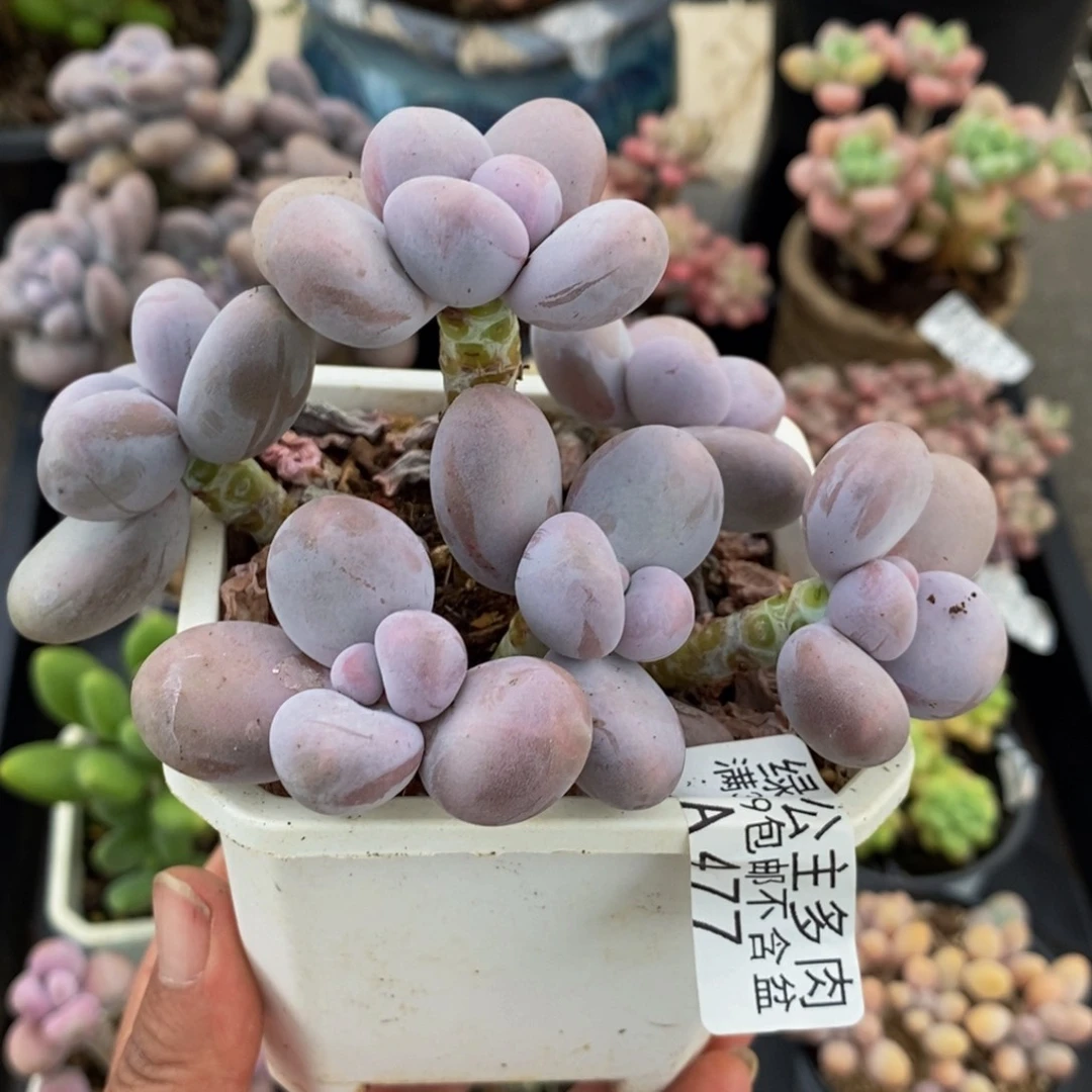 477原始奶10cm多肉