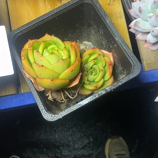 葛*167//////////////