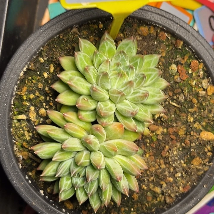 多肉植物雪花美人920