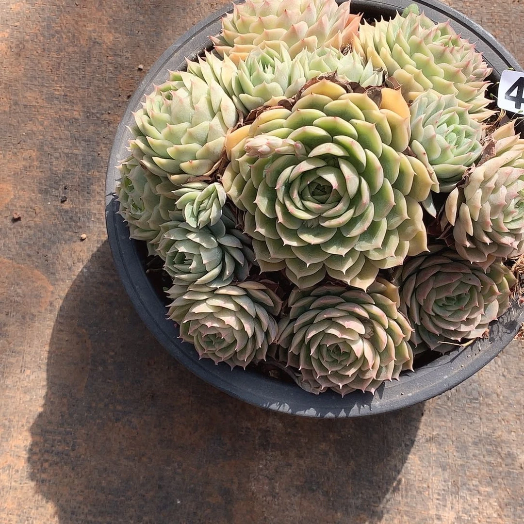 469昂斯诺 一物一拍多肉