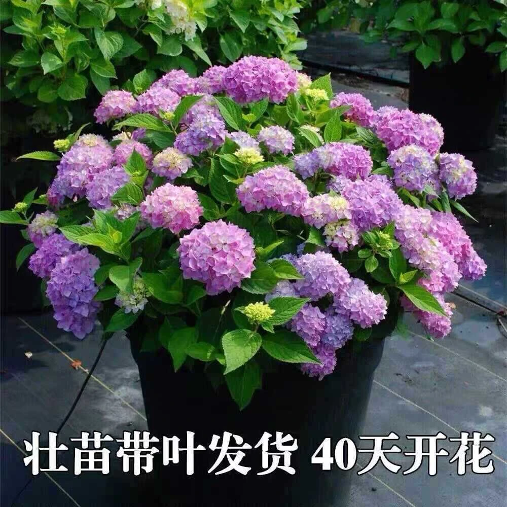 四季绣球花开花花卉植物苗盆栽好养的花成活不断室内大花花球室内