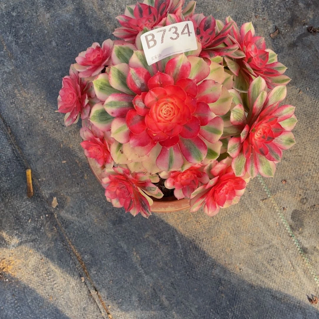 心***肉倾城多肉补差价。  734