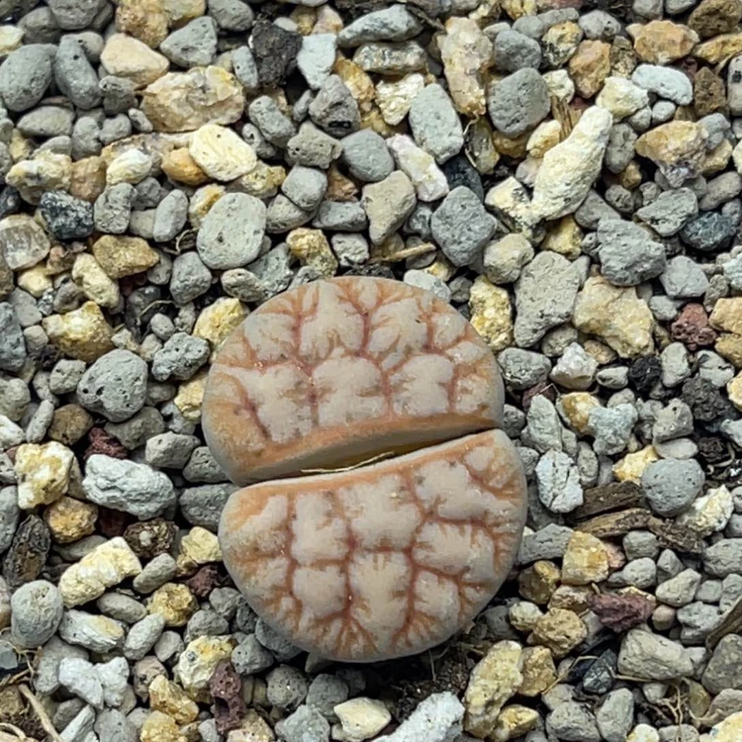 4751睫毛向日葵一颗。