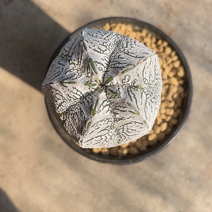 佑***潇实生恩种鸾凤玉仙人球一物一拍