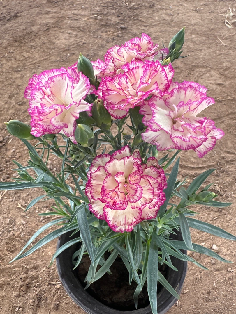 康乃馨【花边凤凰】原盆原土带花苞发货盆栽绿植室内阳台好养护