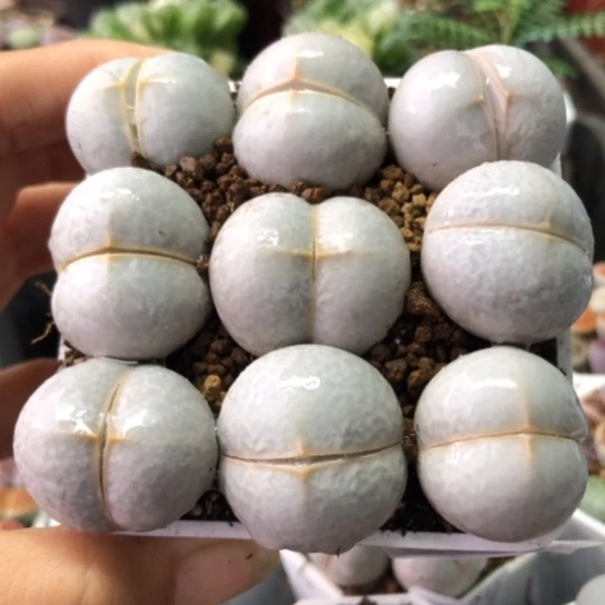 0103，如图一物一拍大高尔夫