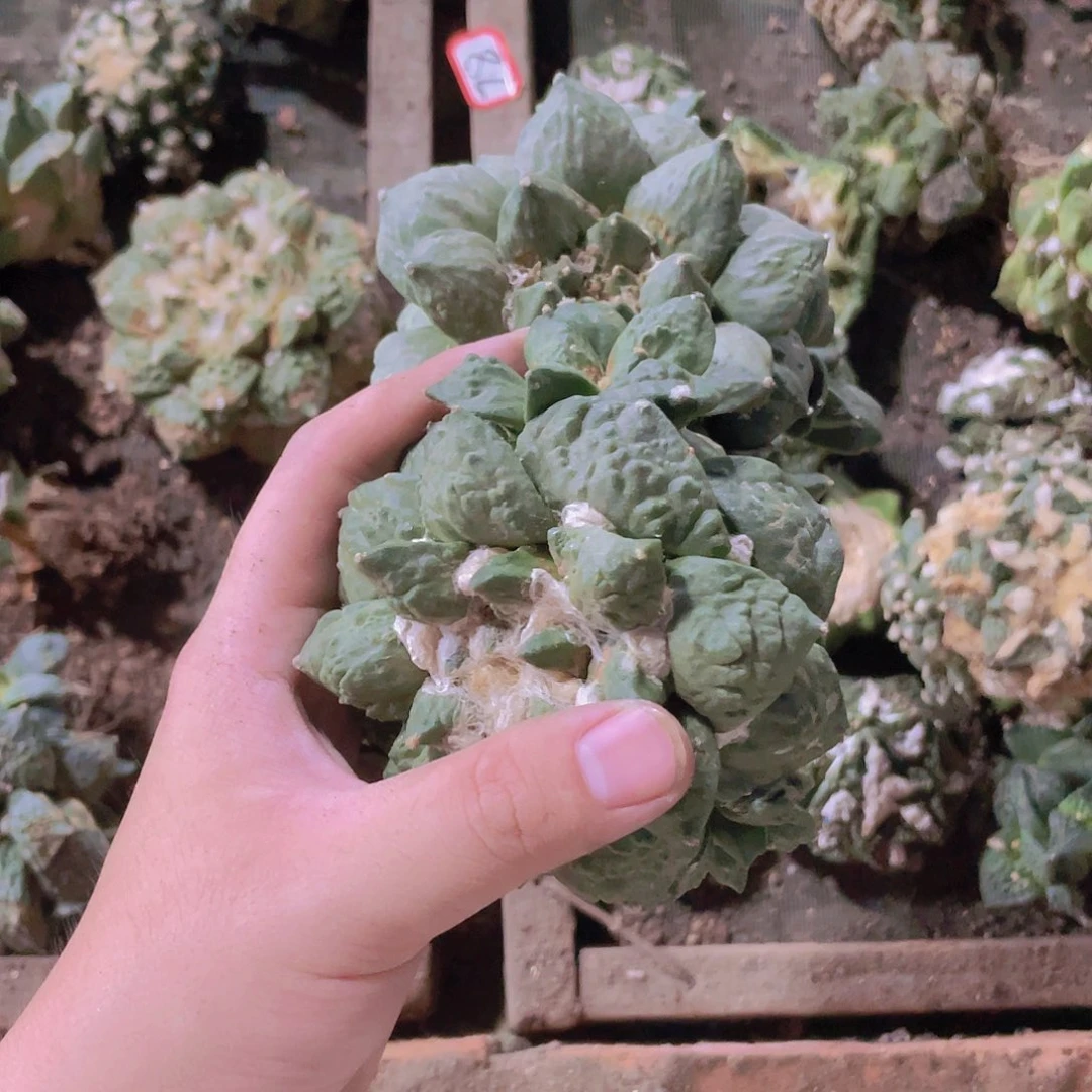 完全开放刘*两颗 牡丹