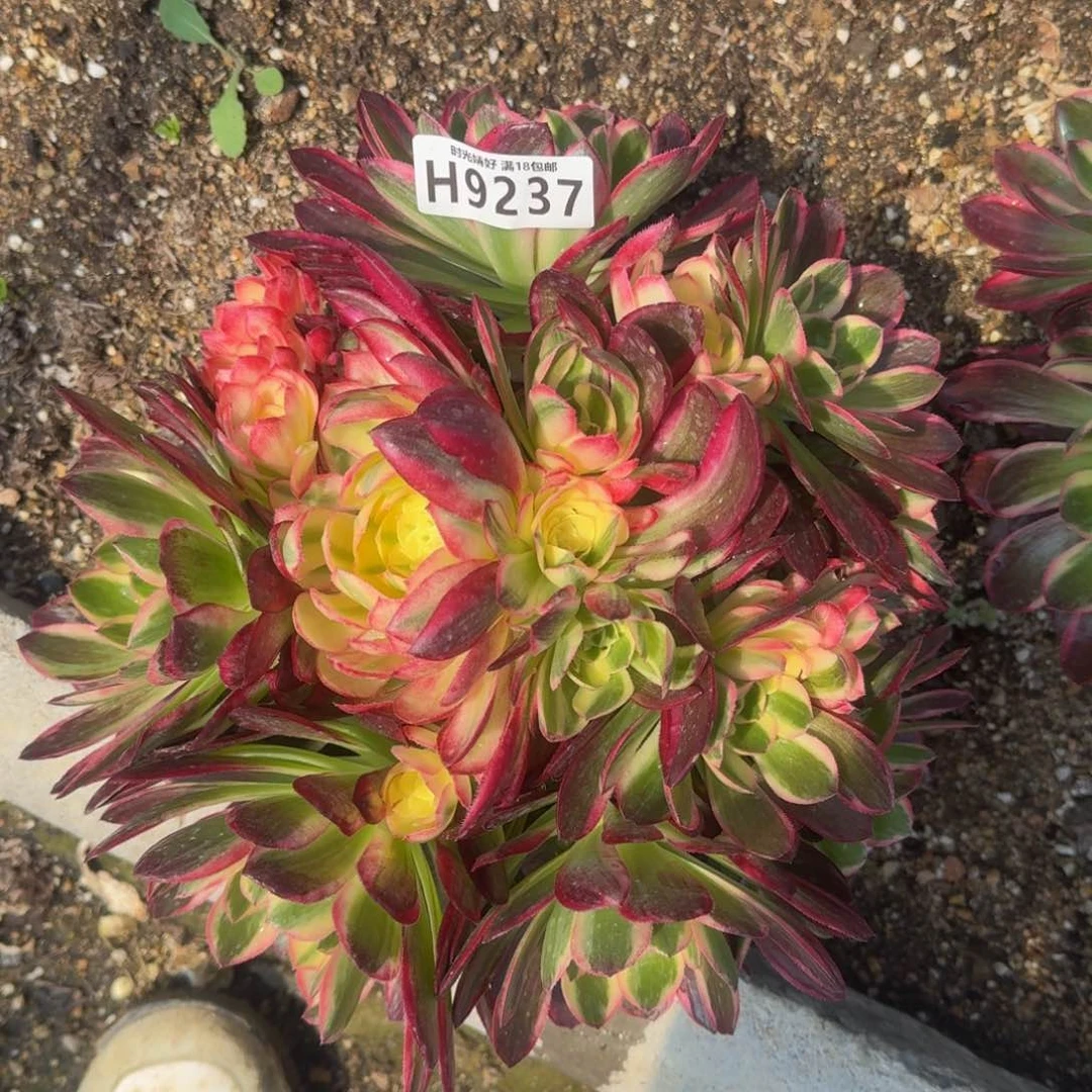 9237海王多肉植物