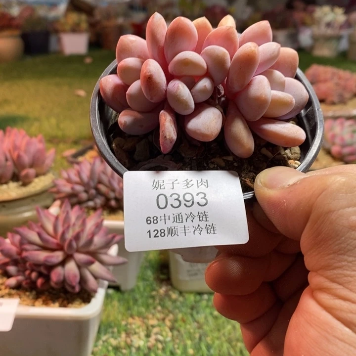 L***I0393啊啊啊啊啊啊啊啊啊啊啊啊