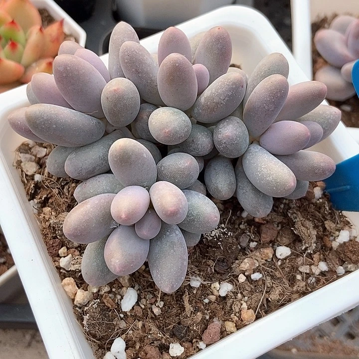 多肉植物汤圆群902