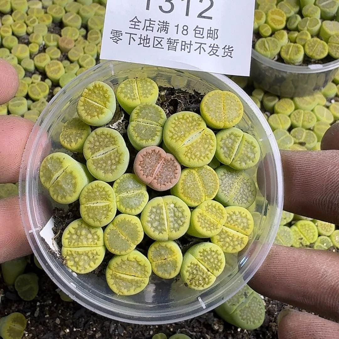 1312 哈哈哈哈哈哈哈哈