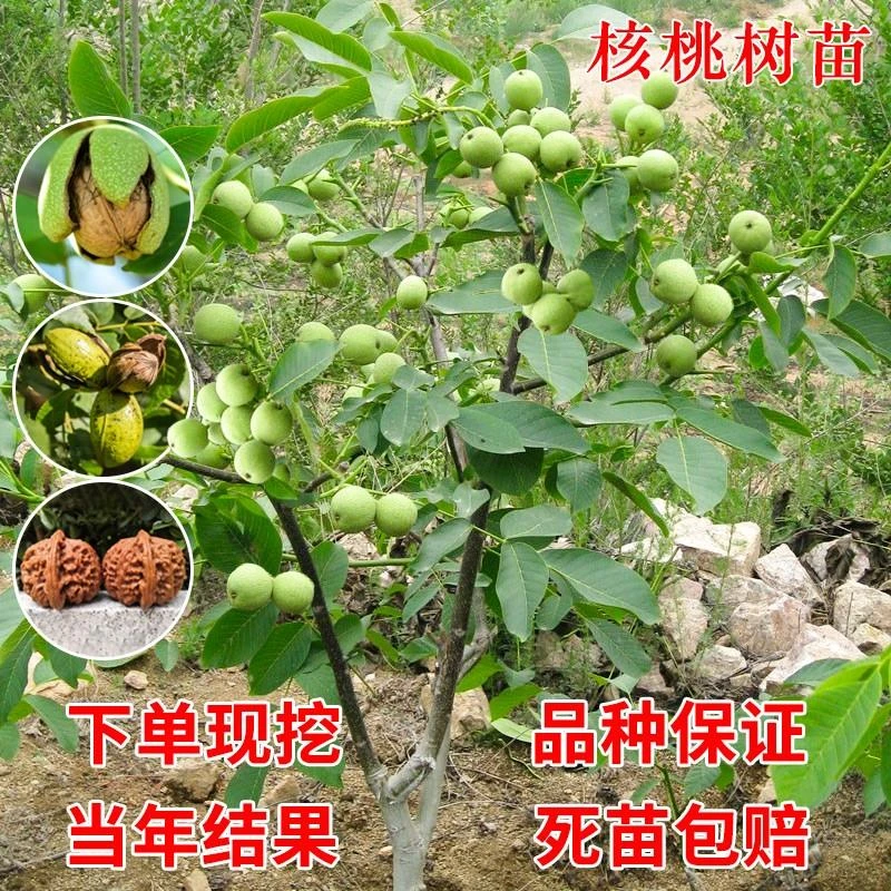 文玩核桃树苗核桃嫁接苗薄皮8518纸皮核桃苗地栽果树果苗当年结果