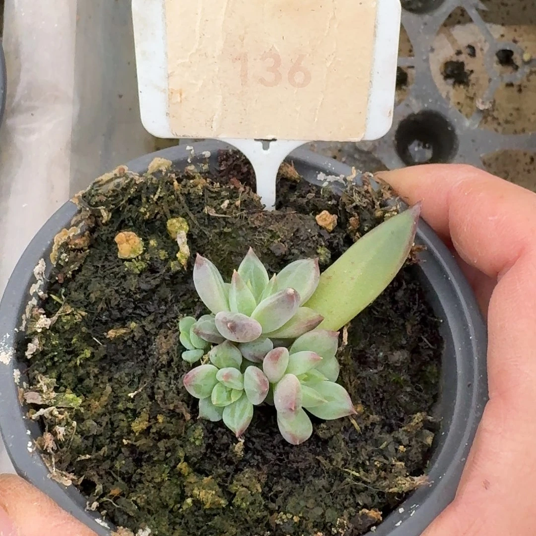 紫荆12345678901112