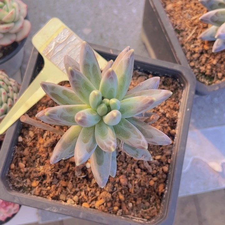 健健康康平平安安