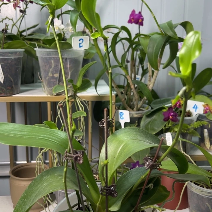 当前无花栽培后可以开花路德4.5寸六花剑五高芽
