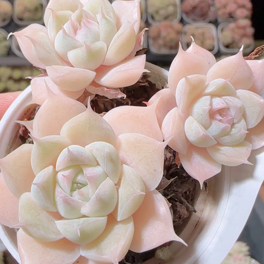 花语多肉1218-104女王