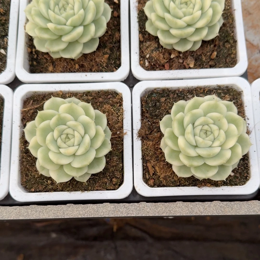 Z***y麦秆锦四颗国庆福利翻倍