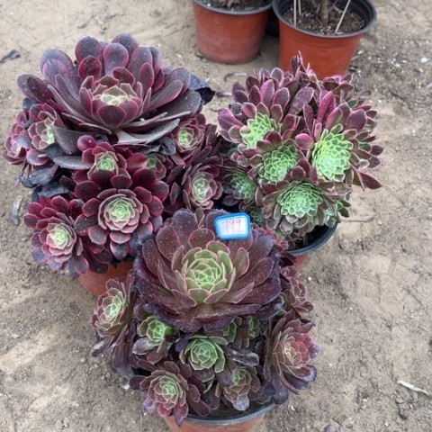 799多肉植物组合