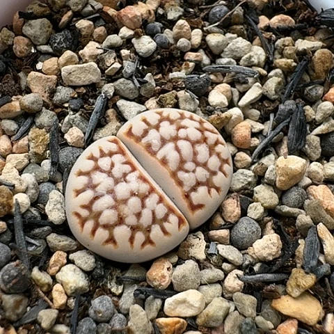 2844C64C白底红纹带盆土