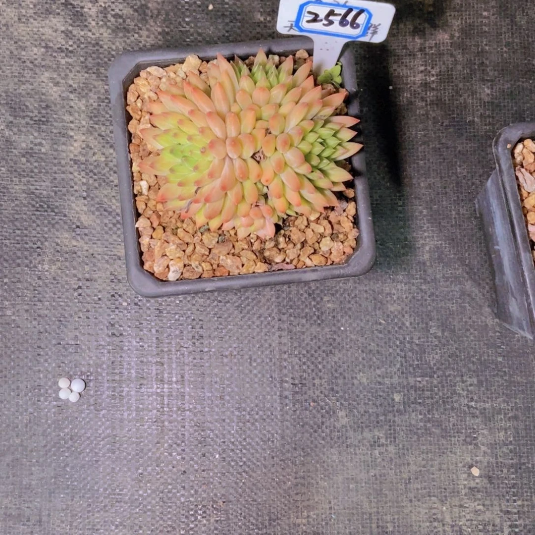 宗***）2566甲骨文小群一颗