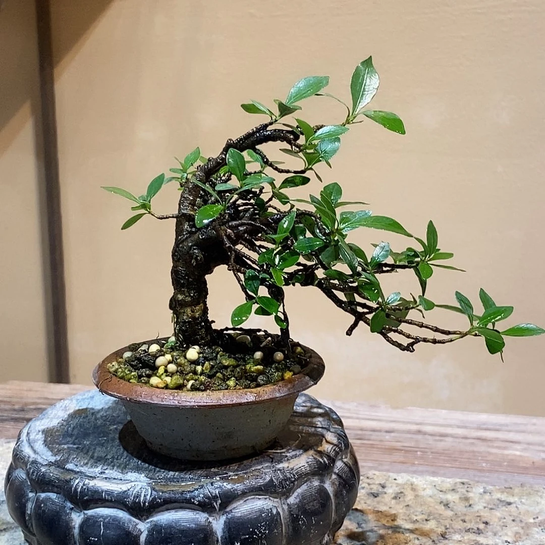 无花朵小****?栀子花