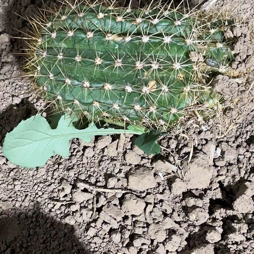 340 毛花柱瑕仙人球