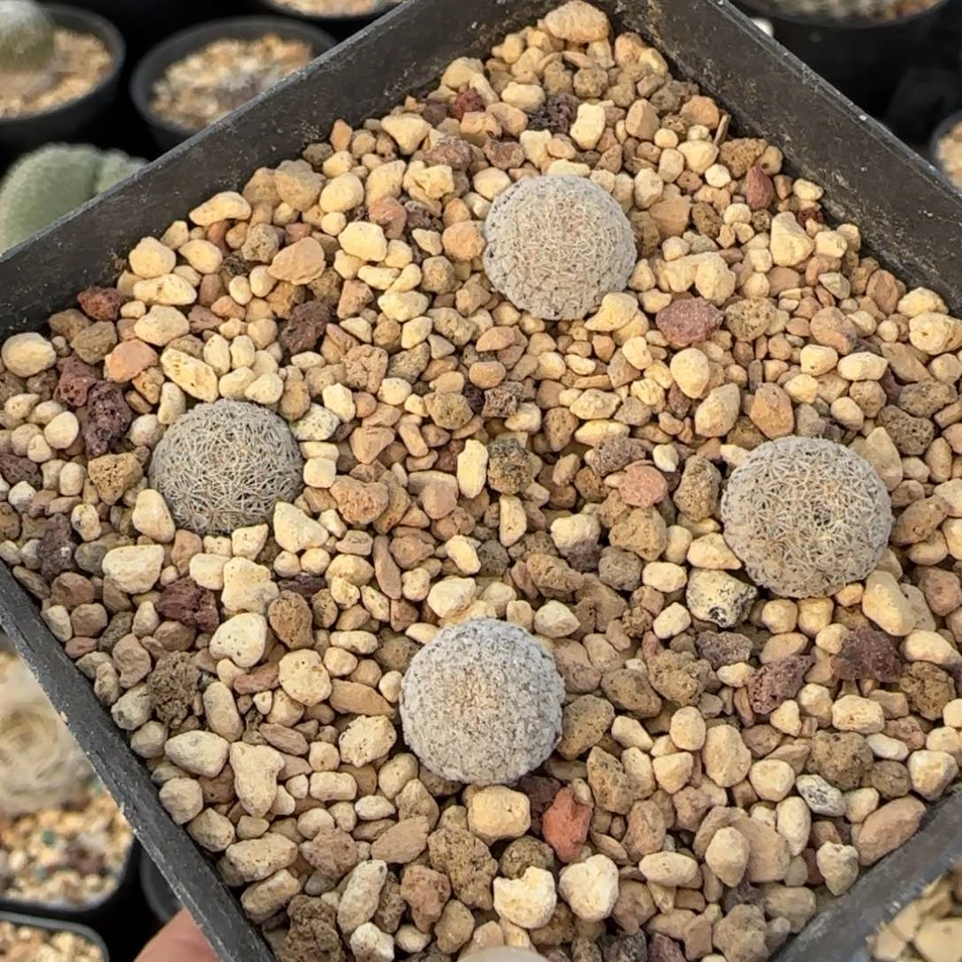 4颗美丽丸实生多肉1.1