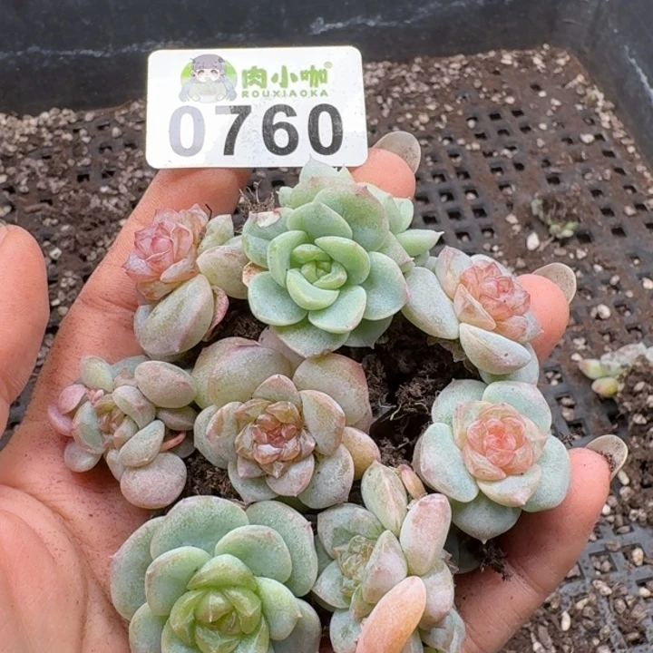 多肉植物多肉植物