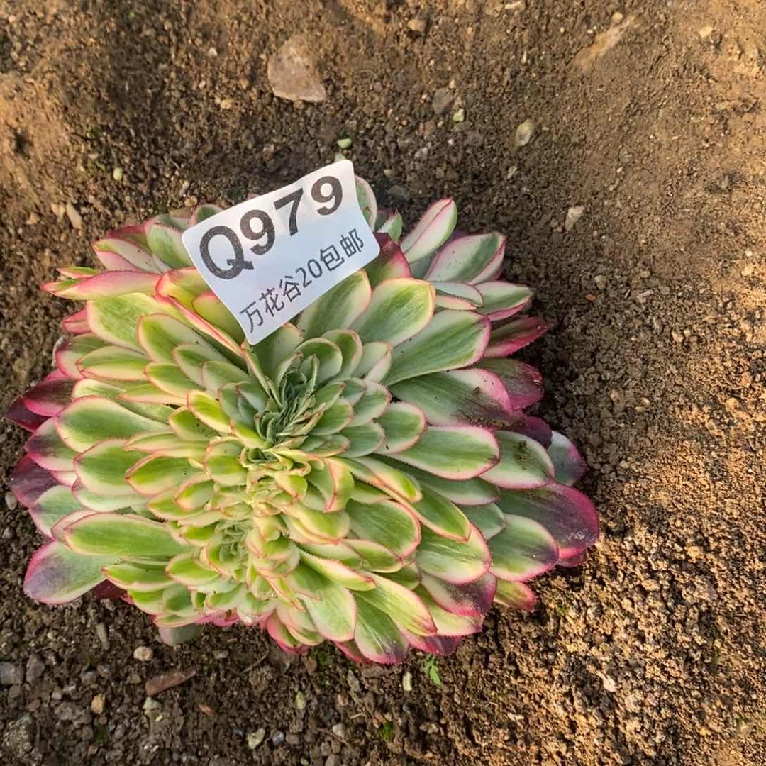 979倾城缀有瑕疵无售后多肉