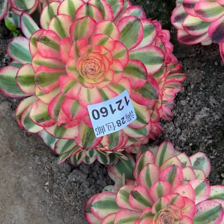 12160南两颗倾城多肉植物