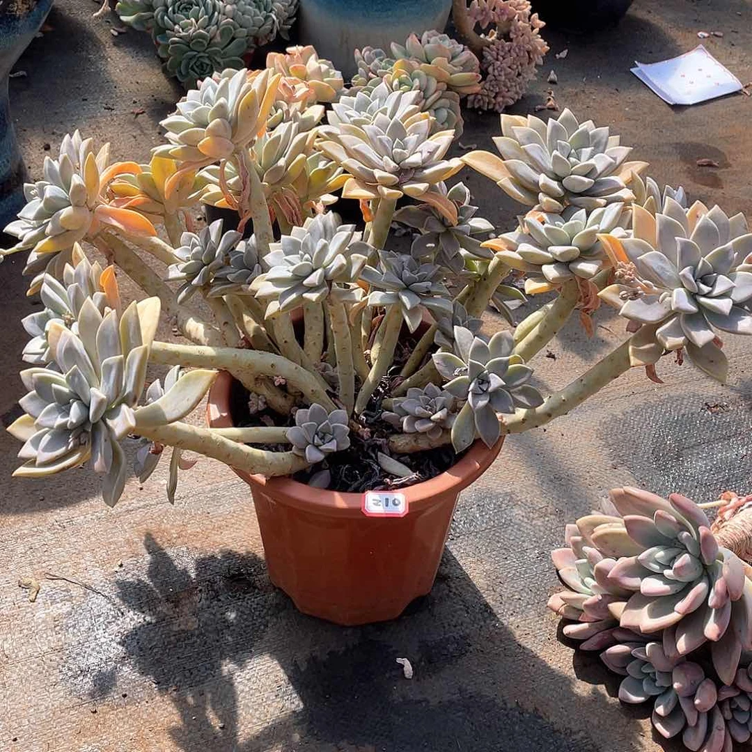 210太子妃 一物一拍多肉