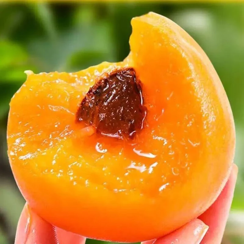 【偏酸口感】【山东大黄杏 3斤】皮薄肉厚~口感非常赞!