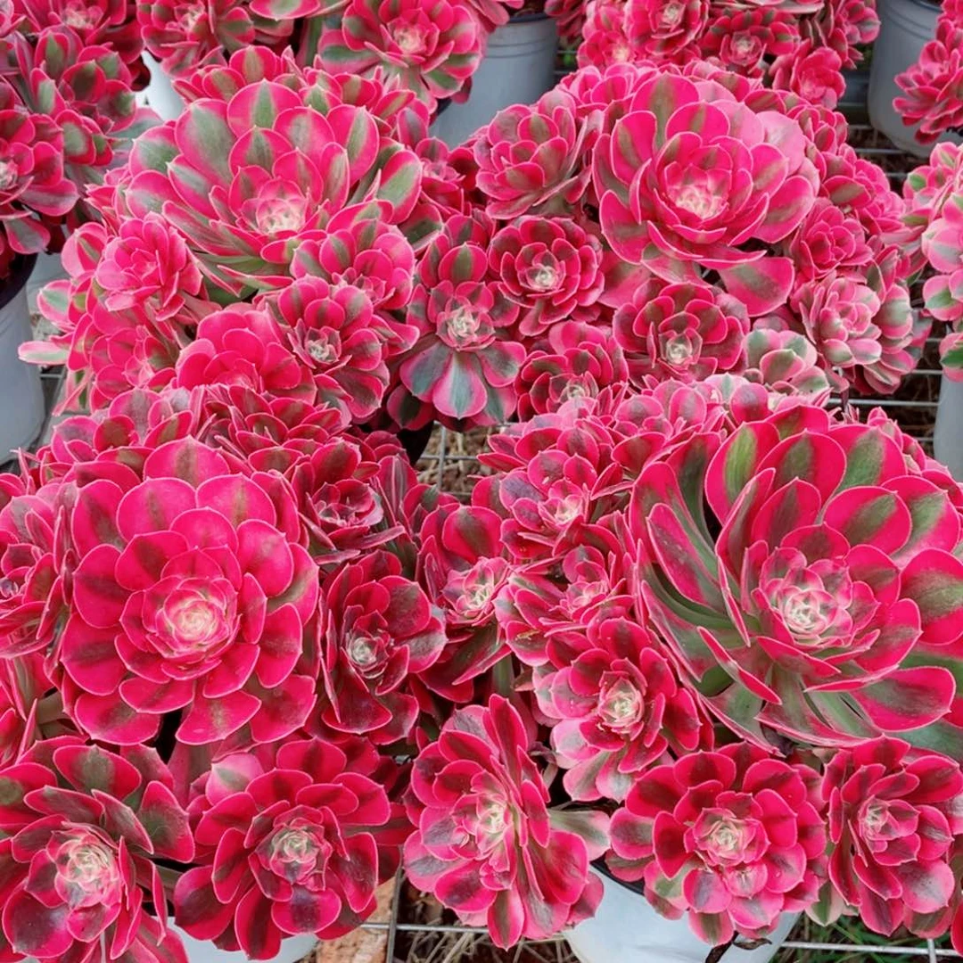 模特水蜜桃量拍多肉法师一个